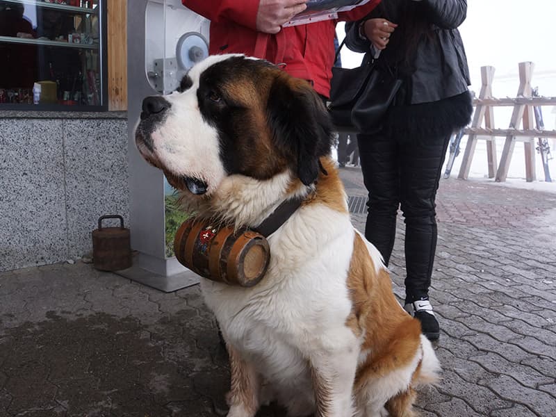 クライネシャイデックの犬