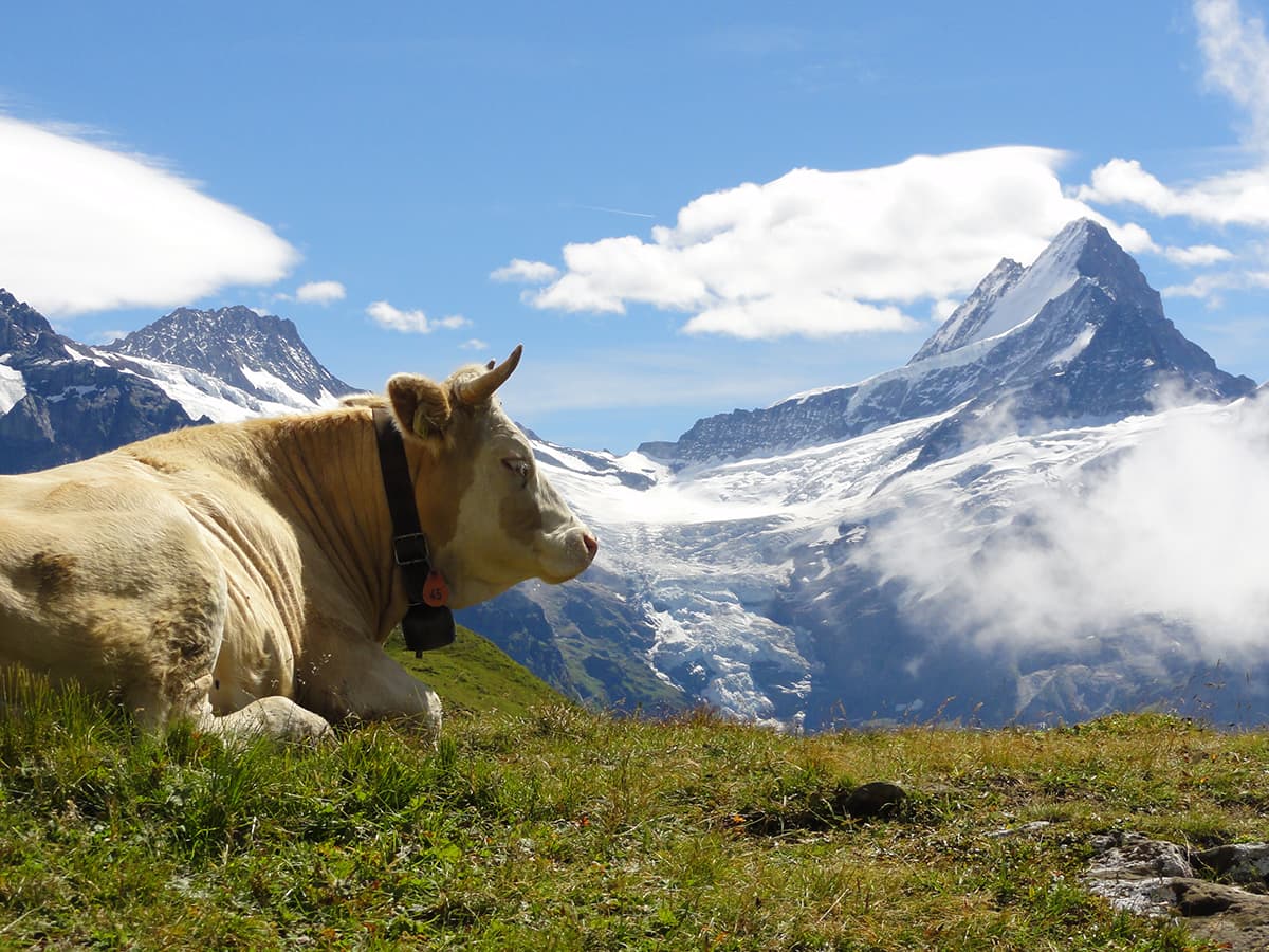 スイス旅行のプロが作ったモデルプラン一覧 スイス旅行専門 スイスツアーズ Swisstours